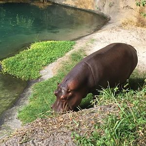 Wild Africa Trek- Nile Hippopotamus