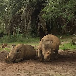 Wild Africa Trek- Savannah East