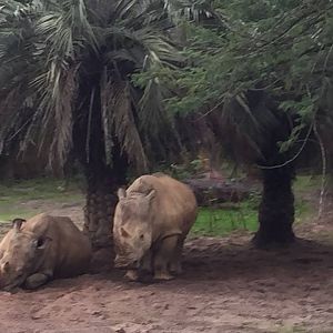 Wild Africa Trek- Savannah East