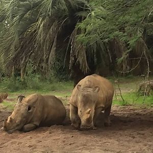 Wild Africa Trek- Savannah East