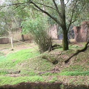 Kiliminjaro Safaris- Okapi