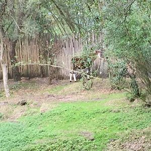 Kiliminjaro Safaris- Okapi