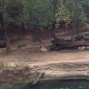 Kiliminjaro Safaris- Black Rhinoceros