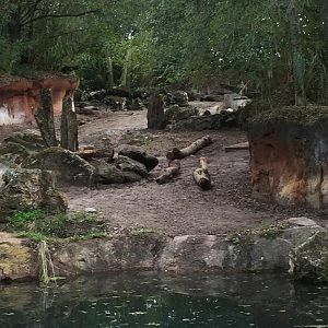 Kiliminjaro Safaris- Black Rhinoceros