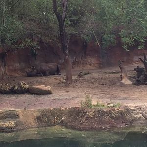 Kiliminjaro Safaris- Black Rhinoceros