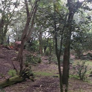 Kiliminjaro Safaris- Little Ituri Forest