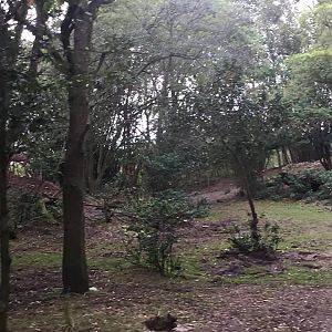 Kiliminjaro Safaris- Little Ituri Forest