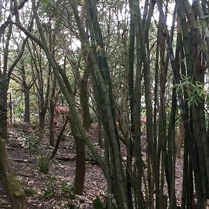 Kiliminjaro Safaris- Little Ituri Forest