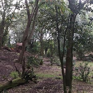 Kiliminjaro Safaris- Little Ituri Forest