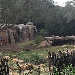 Kiliminjaro Safaris- African Wild Dog/Spotted Hyena