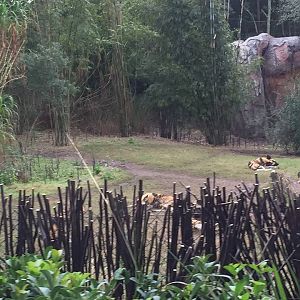 Kiliminjaro Safaris- African Wild Dog/Spotted Hyena