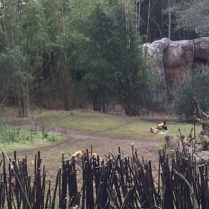 Kiliminjaro Safaris- African Wild Dog/Spotted Hyena