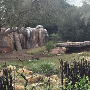 Kiliminjaro Safaris- African Wild Dog/Spotted Hyena