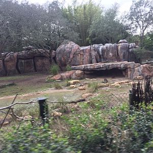 Kiliminjaro Safaris- African Wild Dog/Spotted Hyena