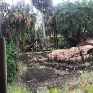 Kiliminjaro Safaris- Mandrill