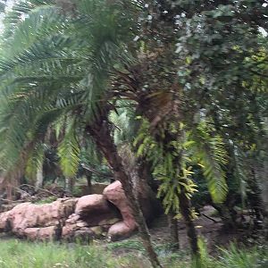 Kiliminjaro Safaris- Mandrill