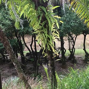 Kiliminjaro Safaris- Mandrill