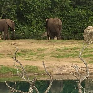 Kiliminjaro Safaris- African Elephant