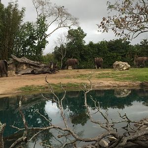 Kiliminjaro Safaris- African Elephant