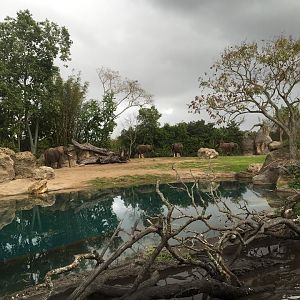 Kiliminjaro Safaris-African Elephant