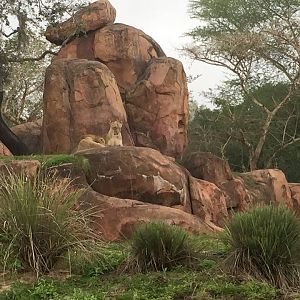 Kiliminjaro Safaris- Lion