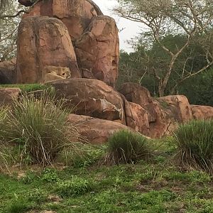 Kiliminjaro Safaris- Lion