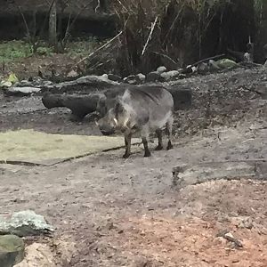 Kiliminjaro Safaris- Warthog