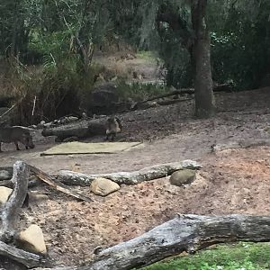 Kiliminjaro Safaris- Warthog