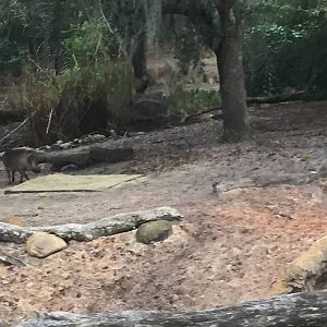 Kiliminjaro Safaris- Warthog