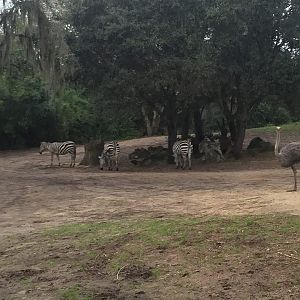 Kiliminjaro Safaris- Savannah East