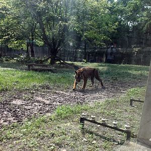 South Chinese Tiger Exhibit