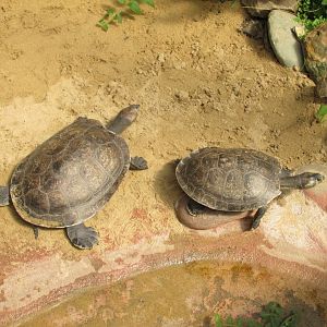 yellow spotted river turtle buin zoo