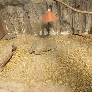 yellow footed tortoise buin zoo
