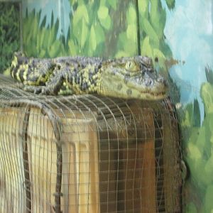 broad snouted caiman