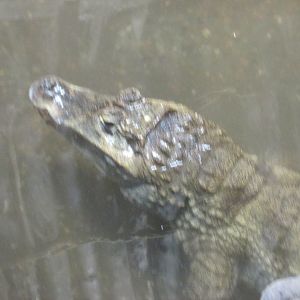common or spectacled caiman Buin zoo