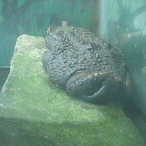 chilean water toad