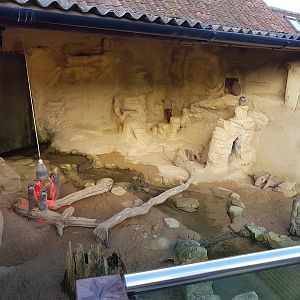 Meerkat enclosure (first half) - Noahs Ark Zoo Farm - Jan, 2017