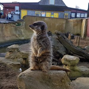 Meerkat - Noahs Ark Zoo Farm - Jan, 2017