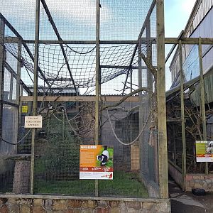 B/W Ruffed Lemur and Cotton Topped Tamarin Enclosures - Noahs Ark Zoo Farm