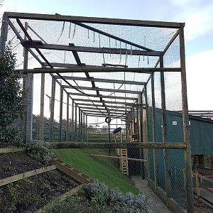 Larger Siamang enclosure - Noahs Ark Zoo Farm