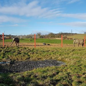 Outdoor Elephant Facility - Noahs Ark Zoo Farm