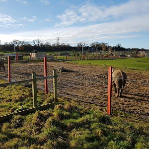 Outdoor Elephant Facility - Noahs Ark Zoo Farm