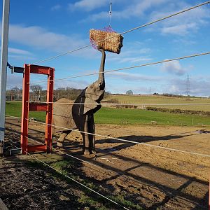 Great Elephant Enrichment -  Noahs Ark Zoo Farm