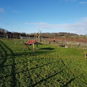 Spectacled Bear Enclosure - Noahs Ark Zoo Farm