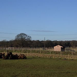 New Camel Paddock at Yorkshire WP, 14/01/17