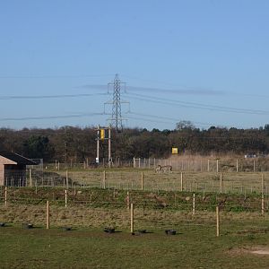 Chapman's Zebras at Yorkshire WP, 14/01/17