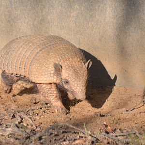 Six-banded Armadillo at Yorkshire WP, 14/01/17