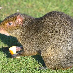 Azara's Agouti at Yorkshire WP, 14/01/17