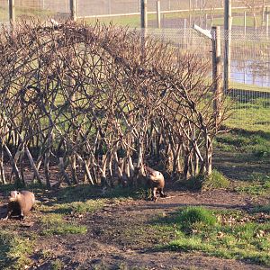 Giant Otters at Yorkshire WP, 14/01/17