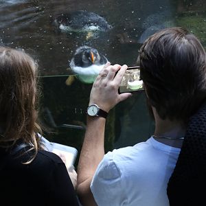 Faroe Island Bird Cliff exhibit 14/01/2017